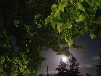 Low angle view of trees against sky at night