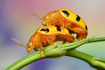 Closed up of yellow bugs mating on plant