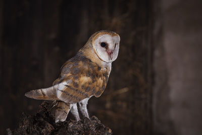 Close-up of owl perching on rock