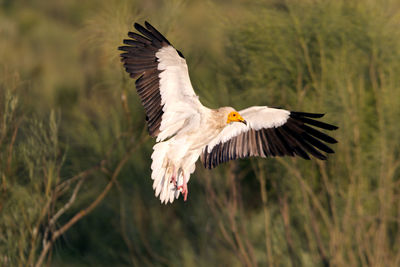 Bird flying