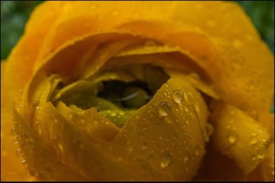 Close-up of insect on yellow flower