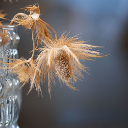 Close-up of wilted plant