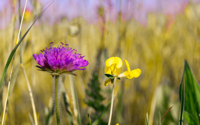 Close-up of purple flowering plant on field