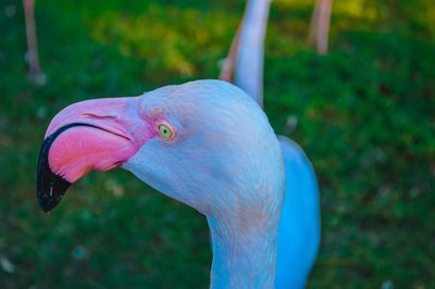 Close-up of bird