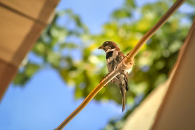 Low angle view of bird perching on tree against sky