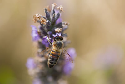 Close-up of bee pollinating on purple flower