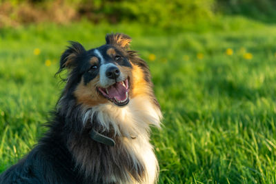 Portrait of a dog on field