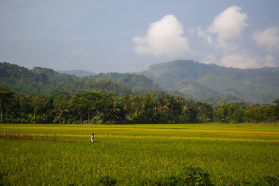 Scenic view of agricultural field against sky