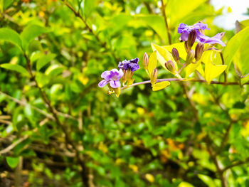 Close-up of purple flowering plant