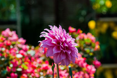 Close-up of pink flower blooming outdoors