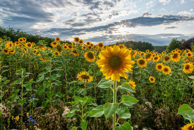 View of yellow flowering plants on field