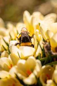 Close-up of bee pollinating on flower
