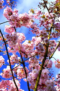 Low angle view of apple blossoms in spring