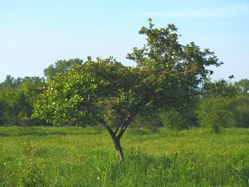 Scenic view of grassy field against sky
