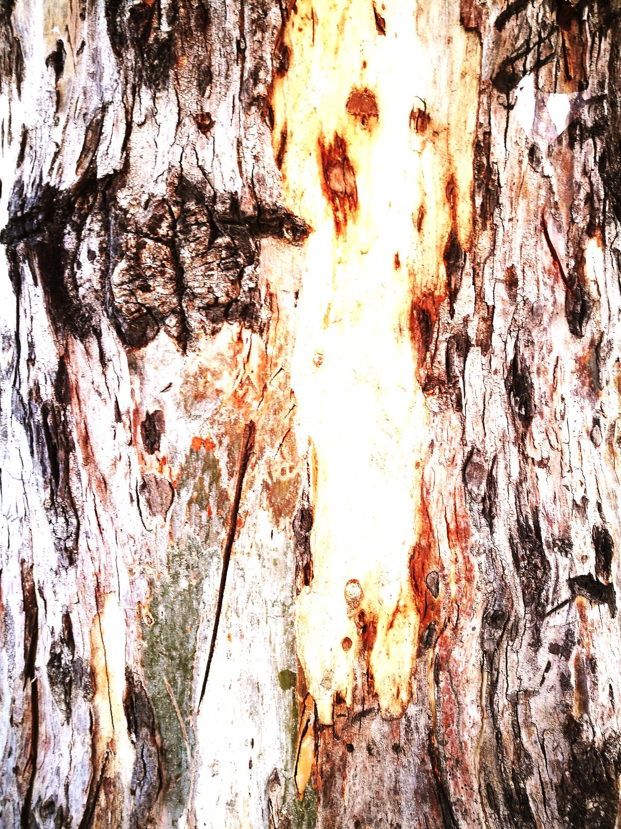 Of tree bark