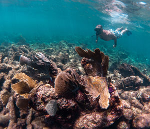 High angle view of fish swimming in sea