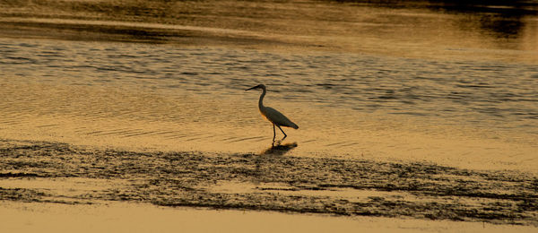 View of a bird on beach