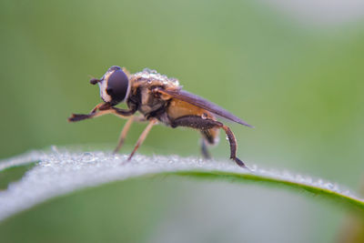 Close-up of insect on flower