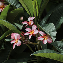 Close-up of pink flowering plant