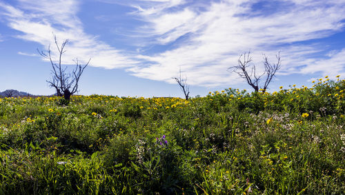 Plants growing on field against sky