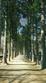 Trees in forest