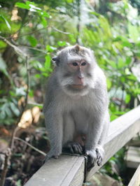 Portrait of monkey sitting on railing against trees