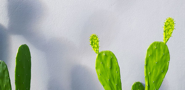 Green cactus on gray background