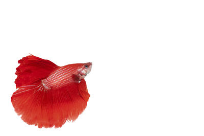 Close-up of red fish against white background