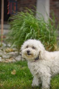 Close-up portrait of dog