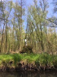 Trees in forest