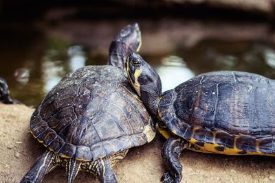 Close-up of tortoise