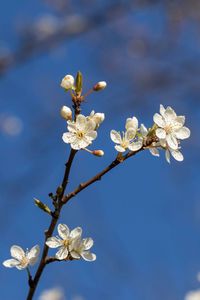 Low angle view of cherry blossoms against sky