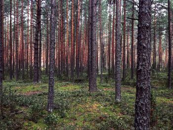 Pine trees in forest