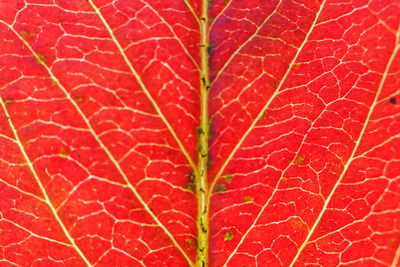plant part