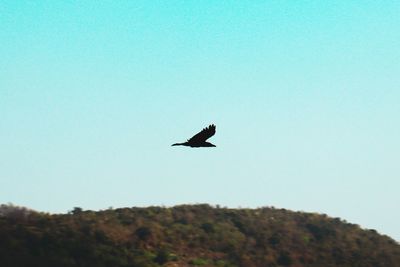 Low angle view of bird flying
