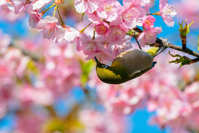 Close-up of pink cherry blossoms