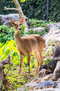 Portrait of giraffe in forest