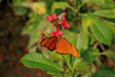 Close-up of butterfly on red flower