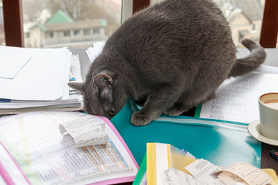 Close-up of dog sitting on table