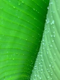 Full frame shot of wet leaf