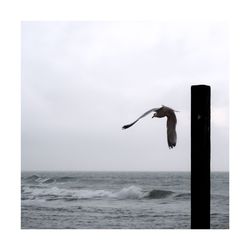 Bird flying over sea against clear sky