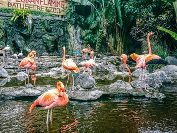 View of birds in lake