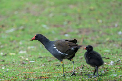 Ducks on a field