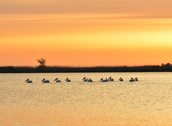 Flock of birds by sea against sky during sunset