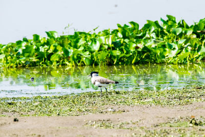 View of a bird on water