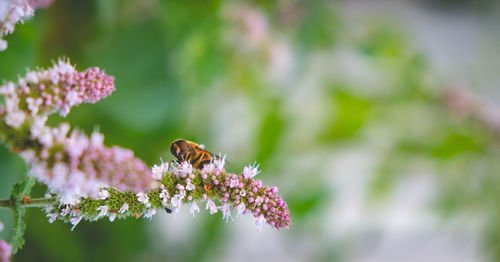 Close-up of bee pollinating on purple flower