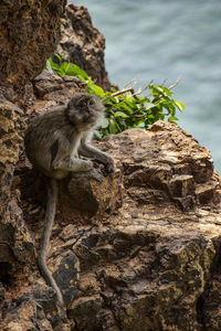 Monkey sitting on rock