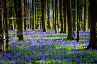 Purple flowering plants by trees in forest