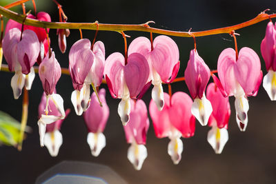 Close-up of pink flowers hanging on plant