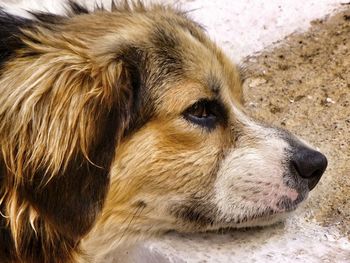 Close-up of dog resting on walkway